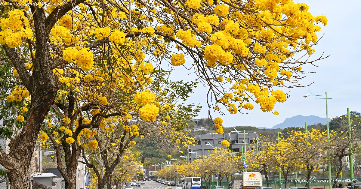 廍子公園最新花況，黃花風鈴木盛開啦，一整片金色花海，想拍美照就趁現在～
