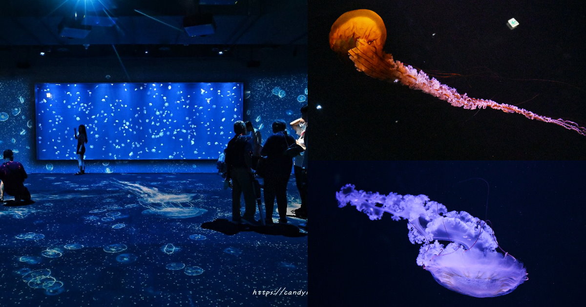 全台規模最大水母展示區就在台中海洋館，20種水母，還有8米巨型水母缸！