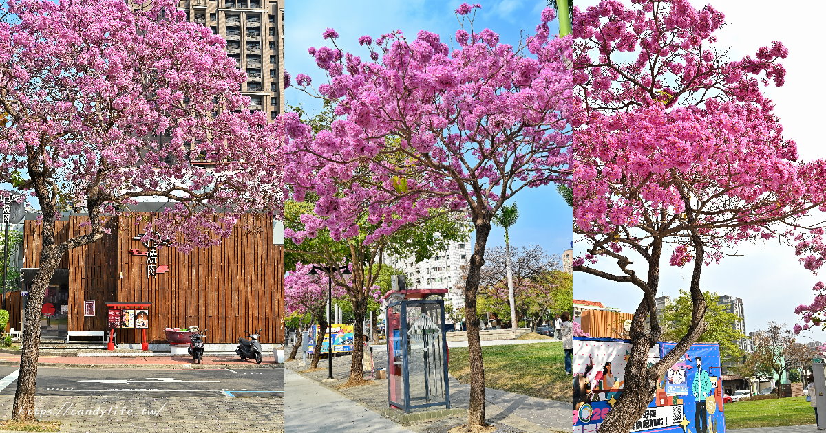 這不是國外！台中美術綠園道「粉紅風鈴木」盛開中，超夢幻粉色花海大爆發！